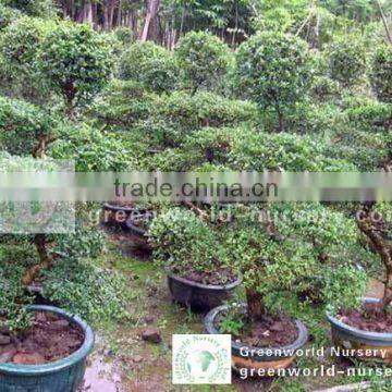 Carmona Microphylla bonsai