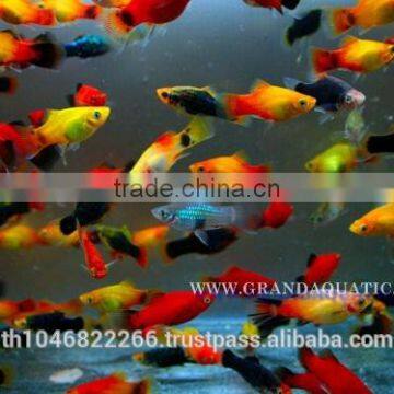 Platy Fish Farm For Sale / Ornamental Fish Exporter photo-6