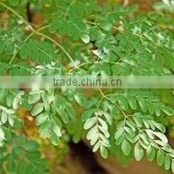 manufacturers of Moringa Leaves