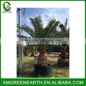 Phoenix canariensis palms trunk 1m (2)