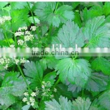 natural hot sale Lovage extract /rhizome Oil for curing headache