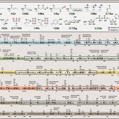 МОДИФИЦИРОВАННЫЙ ГИСТОН