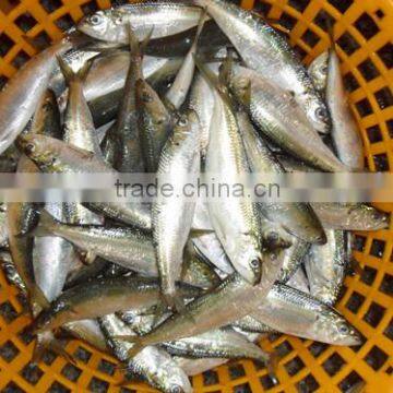 frozen sardine for tuna bait 100-120pcs