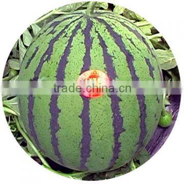 Super JX chinese round shape thin rind watermelon seeds