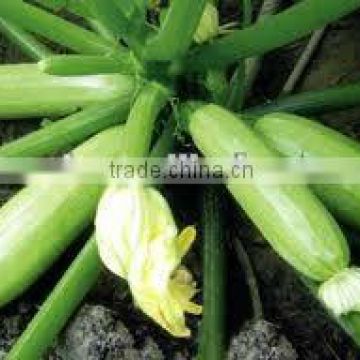 XH cylindrical light green hybrid f1squash seeds