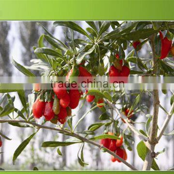 Goji Berry From China photo-4