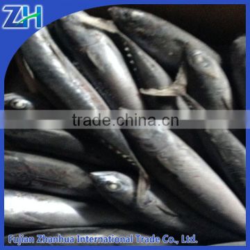 frozen stripe bonito frozen bonito sea frozen auxis thazard