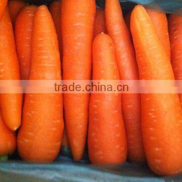 Crispy Carrot Sweet Carrot Wholesale Carrot