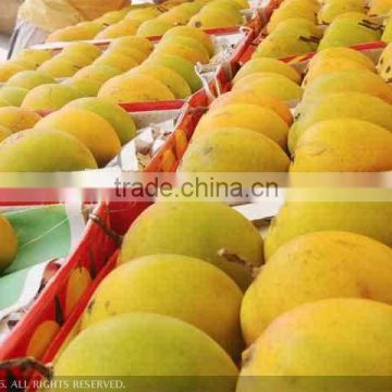 Fresh Thailand Mangoes at Cheap Prices