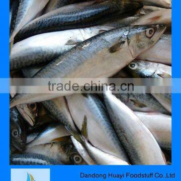 Chinese mackerel fish