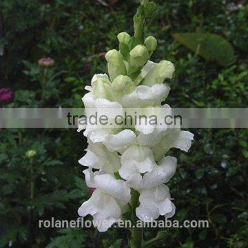 the graceful fresh white antirrhinum flower for sale