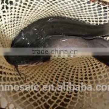 competitive price of whole frozen catfish from China