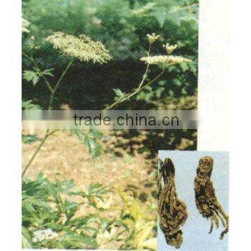 Angelica extract