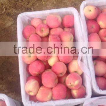 Chinese Red Fuji Apple Suitable for Long Time Shipment