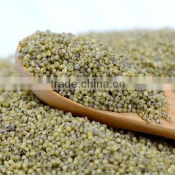 GREEN MILLET IN HUSK FOR BIRD FEEDS photo-2