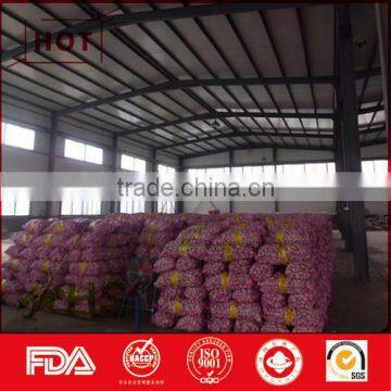 Organic One Bulb Fresh One Clove Garlic photo-6