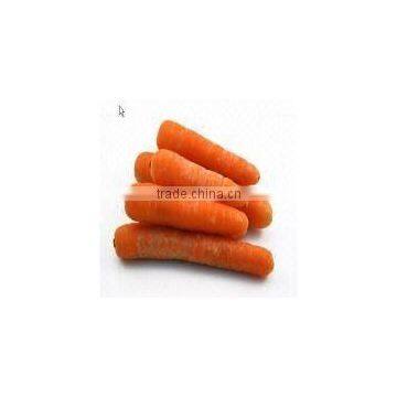 Chinese 2011 Carrot in 10kg Carton price