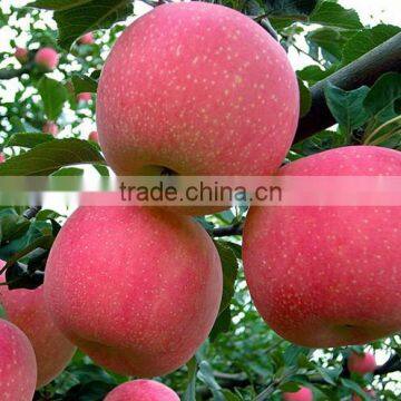 fresh fuji apples from yantai