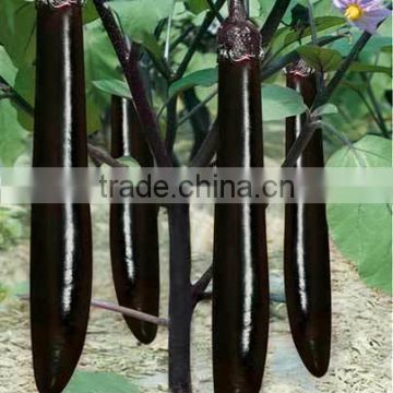 Hybrid F1 Long Black Purple Shiny And Glossy Peel Eggplant Seeds For Sale