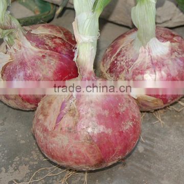 Hybrid onion seeds for growing- Early red preciousness