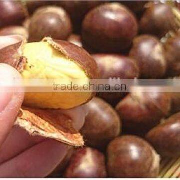 2015 New Organic Raw Chestnuts for Sale photo-3