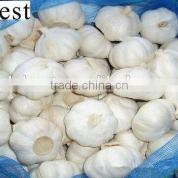 CHINESE PURE WHITE FRESH GARLIC