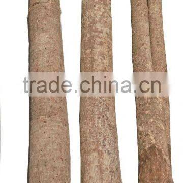 VIETNAM SHAVED WHOLE CASSIA / CINNAMON-KOREAN QUALITY