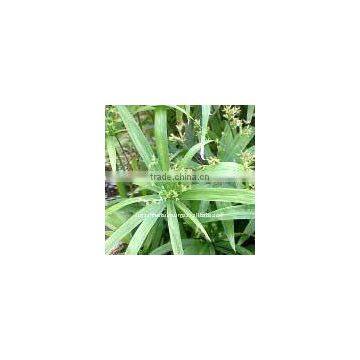 100% Pure Natural Nagarmotha Essential Oil(Nutgrass)