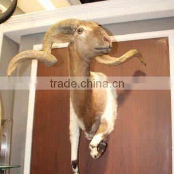 Taxidermy synthetic antlers and horns handmade sheep antlers