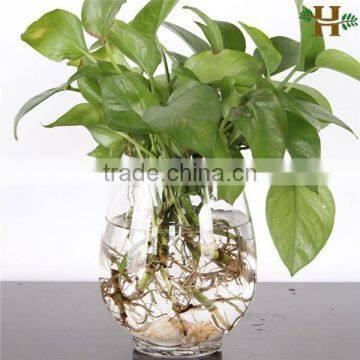 hand made glass vases for hydroponic plants