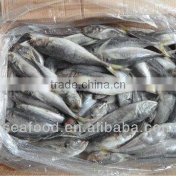 seafood fish meal fresh horse mackerel