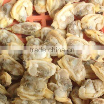 High quality frozen short necked clam meat