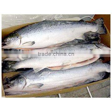 Atlantic Salmon photo-2