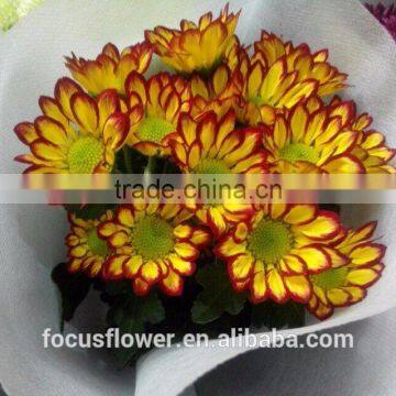 Most Popular Orange Rim Small Chrysanthemum Sprayed Head Flower 2017