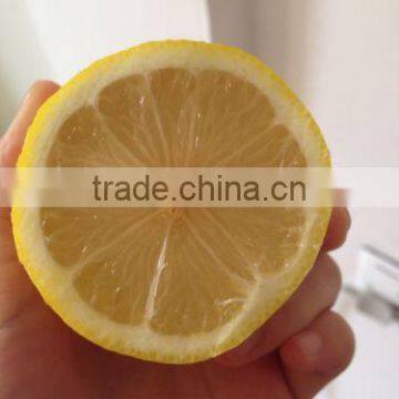 Fresh Citrus Fruits /Yellow Eureka Fresh Lemon photo-6
