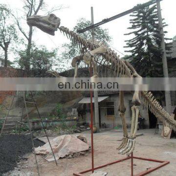 2015 Dinosaur Skeleton Model for Dinosaur Park for Kid photo-6