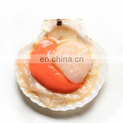Frozen Half Shell Scallop Sea Scallop