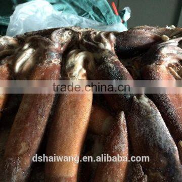 Frozen Argentina Squid size 150 - 200 g for human consumption