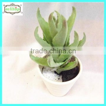 18cm hot sale new design winter flowers and plants