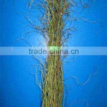 Wide variety Crazy Selling fresh Dragon Willow leaves