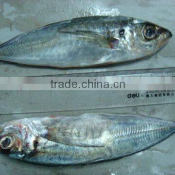 frozen horse mackerel tin fish