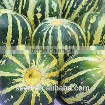 Green Drogen good resistance hybrid musk melon seeds