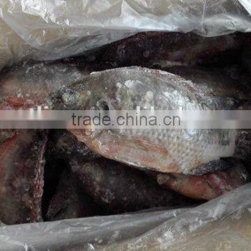 Frozen Black Tilapia Whole Round photo-2