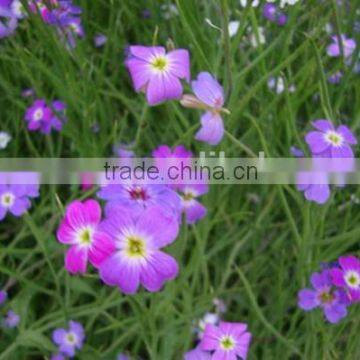 Virginia stock, Malcolmia , flower seeds , herb seed,vegetalbe seed,fruit seed,grass seed