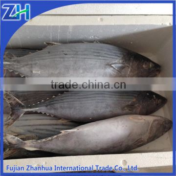 import/export wholesale Euthynnus affinis seafood frozen whole round bonito fish