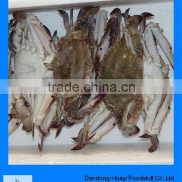 frozen whole crab crab seafood