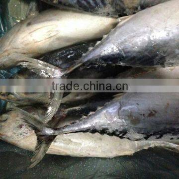 Frozen Bonito Fish for Bait photo-4