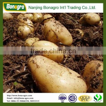 new crop fresh Holland Potato -cheap price