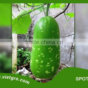 High Yield F1 Hybrid Star Bottle Gourd Seed - SPOTIE 03