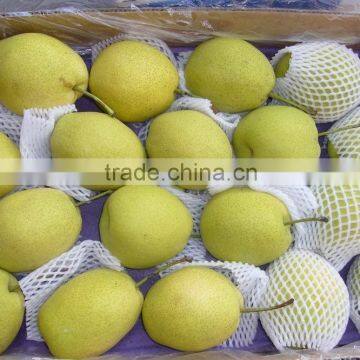 Super Shandong Pear Packed in Carton